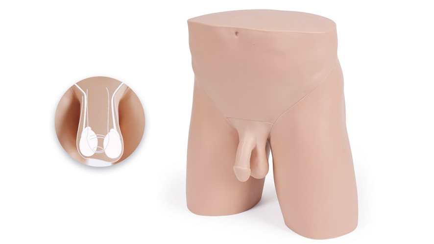Standard clinical male pelvic trainer that simulates testicular pathologies for nurses and healthcare practitioners 